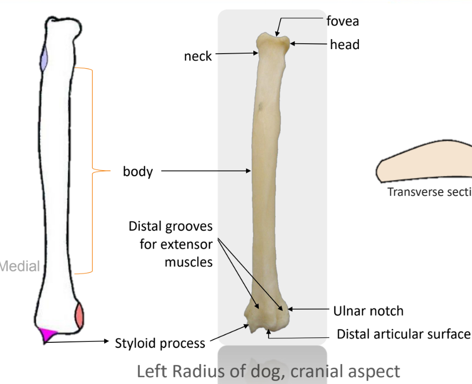 <p>Left: Cranial aspect <br>Right: Caudal aspect <br>Yellow: Groove for common digital extensor<br>Pink: Groove for extensor carpi radialis</p>
