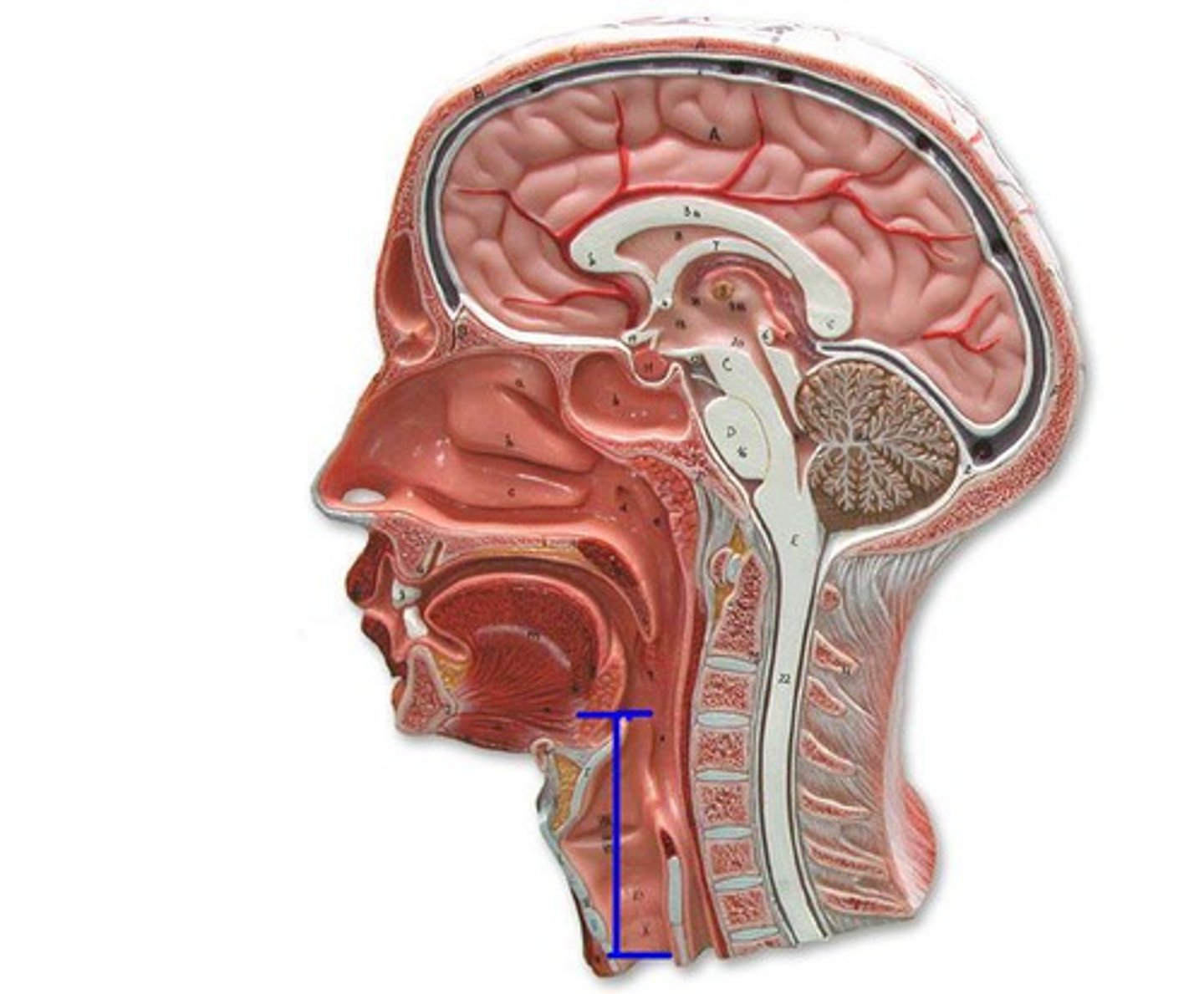 <p>n./ˈler.ɪŋks/ thanh quản</p>