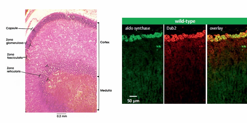 <p>-aldosterone synthesized only in the zona glomerulosa</p>