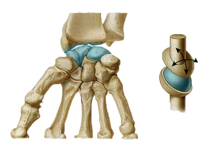 <p>Full convex shape of one bone end fits into the full concave shape of an adjoining bone<br>-Allows for movement in all directions. But not full rotations<br>(wrist)</p>