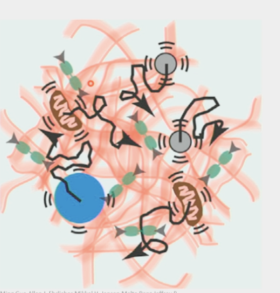 <ul><li><p>an <strong>active</strong> material in the cell</p></li><li><p>far from equilibrium because of ATP hydrolysis</p></li><li><p>has different consistencies depending on the size of the particle in it</p><ul><li><p>for ions: like water</p></li><li><p>for organelles/macromolecular complexes: like glass</p></li></ul></li><li><p>carbon/ATP <strong>depletion</strong> causes transformation into glass consistency (molecules frozen)</p></li></ul><ol><li><p><u>very CROWDED</u></p><ul><li><p>contains ions &amp; H<sub>2</sub>O (0.1nm), sugars, amino acids, proteins &amp; DNA &amp; RNA(10-100 nm), organelles (1µm), etc.</p></li><li><p>as packed as protein crystals (20-60% protein by weight)</p></li></ul></li><li><p><u>rough-and-tumble place</u></p><ul><li><p>proteins in <strong>constant</strong> motion → constantly smashing into each other</p></li><li><p>Brownian motion → “random walk”, 1-D: 50% step right, 50% step left</p></li><li><p>as # “steps” increases, particles start to diffuse <strong>away</strong> from each other</p></li><li><p>Diffusion coefficient (D) describes spread of <strong>population</strong> of molecules</p></li><li><p>cells have to fight to maintain spatial organization</p></li><li><p>collisions distort structure of individual proteins → conformational changes</p></li><li><p>large organelles/proteins move in place, tiny ions/particles basically move freely</p></li></ul></li><li><p><u>viscous</u></p><ul><li><p><strong>inertia</strong> = resistance of an object to any change in its state of motion</p></li><li><p><strong>viscosity</strong> = measure of a fluid’s resistance to flow</p></li><li><p><strong>Reynold’s Number:</strong> Re = inertial forces/viscous forces = ρνL / µ = (density)(velocity)(Length) / (dynamic viscosity)</p><ul><li><p>cells, organelles, proteins are in <strong>LOW</strong> Re environment (~10<sup>-4</sup>)</p></li><li><p>inertia is completely <strong>negligible</strong> here</p></li></ul></li></ul></li><li><p><u>elastic</u></p><ul><li><p><strong>elasticity</strong> = tendency of an object to return to its original shape after deformation</p></li></ul></li><li><p><u>meshwork</u></p><ul><li><p>long filamentous proteins → actin filaments</p></li><li><p>organelles, polymers, other structures define “pore size” → this is why larger macromolecular complexes are “trapped”/unable to move on their own</p></li></ul></li></ol><p></p>