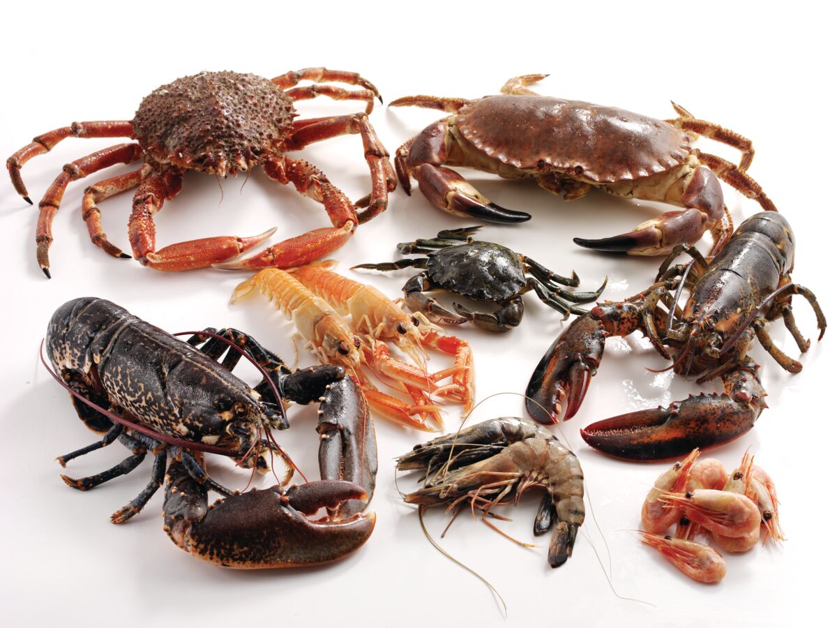 <p>crustacean</p>