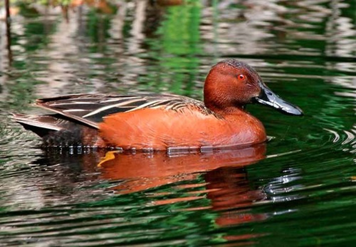 <ul><li><p><span style="background-color: transparent;">red eye, western US birds,&nbsp;</span></p></li></ul><p></p>