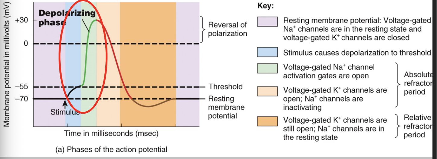 <ul><li><p>a graded potential depolarizes neuron to threshold - ap starts </p></li><li><p>many gated Na+ channels open and it rushes in </p></li><li><p>only a few K+ channels open - it slowly trickles out</p></li><li><p>the rapid entry of Na+ causes depolarization to +30mV</p></li><li><p>at the peak of depolarization a second gate in Na+ channel closes - this causes depolarization to stop </p></li></ul><p></p>