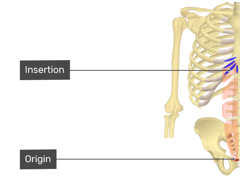 <p>Originating from the pubic crest and pubic symphisis</p>