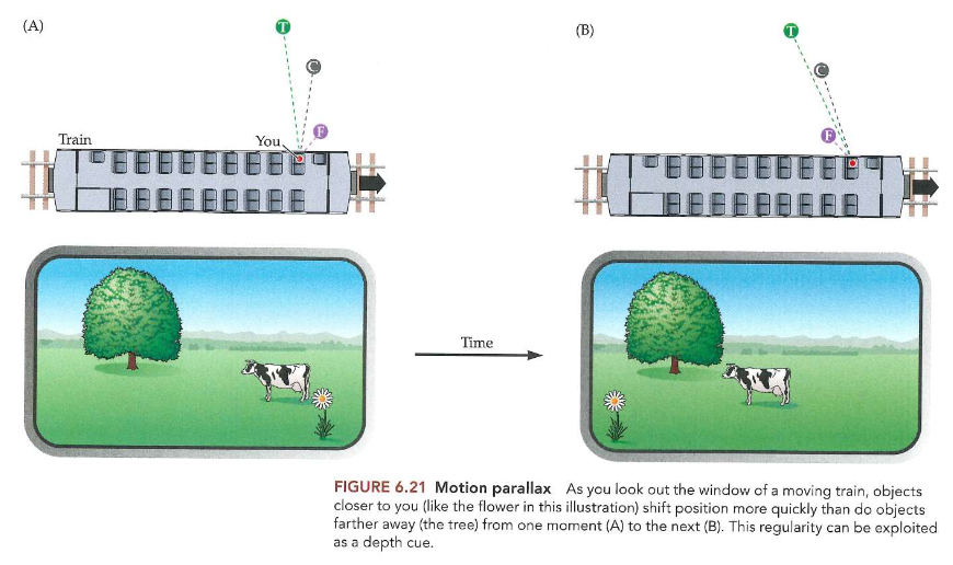 <ul><li><p>in een trein, uit raam kijken naar landschap</p><ul><li><p>beeld A → verandert dan naar beeld B</p></li><li><p>terwijl trein van links naar rechts ging → alle objecten zijn van recht naar links verschoven</p></li><li><p>MAAR: sommige objecten meer verschoven dan andere</p></li></ul></li></ul><p>→ bloem: bijna helemaal over netvlies bewogen, koe wat minder &amp; boom nauwelijks veranderd</p><p>→ parallax = geometrische relatie</p><ul><li><p>objecten dichter bij je verplaatsen zich meer dan objecten verder weg</p></li></ul><p></p>