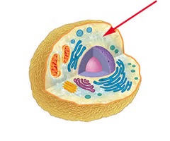 <p>fluid between the nucleus and surface membrane; contains the cytoskeleton, organelles, and inclusions</p>