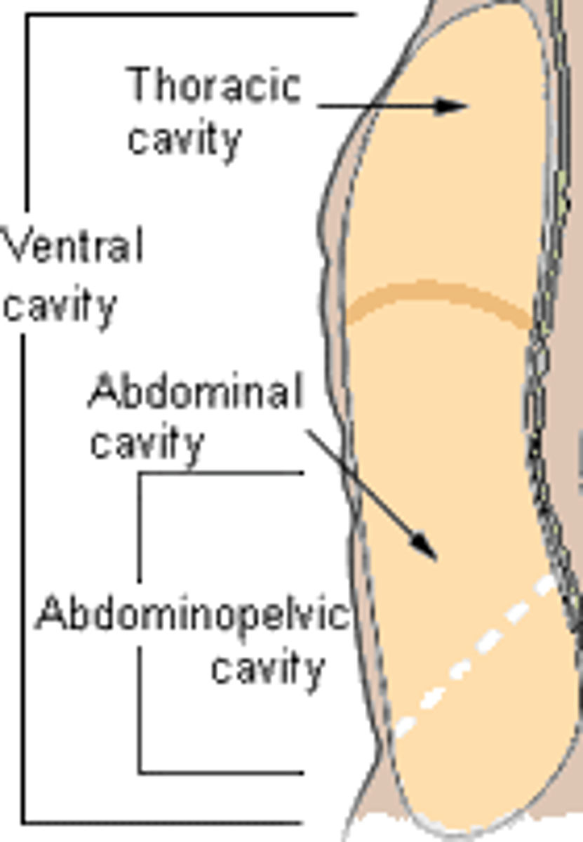 <p>Thoracic cavity and Abdominopelvic cavity</p><p>separated by the diaphragm</p>