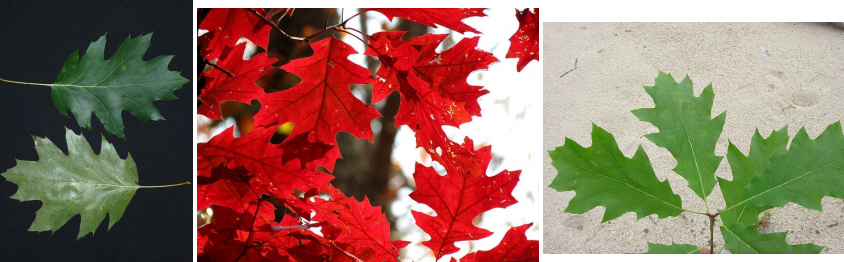 <p>Alternate, simple leaves with bristle-tipped lobes that extend 1/3 of the way to the midvein.</p>