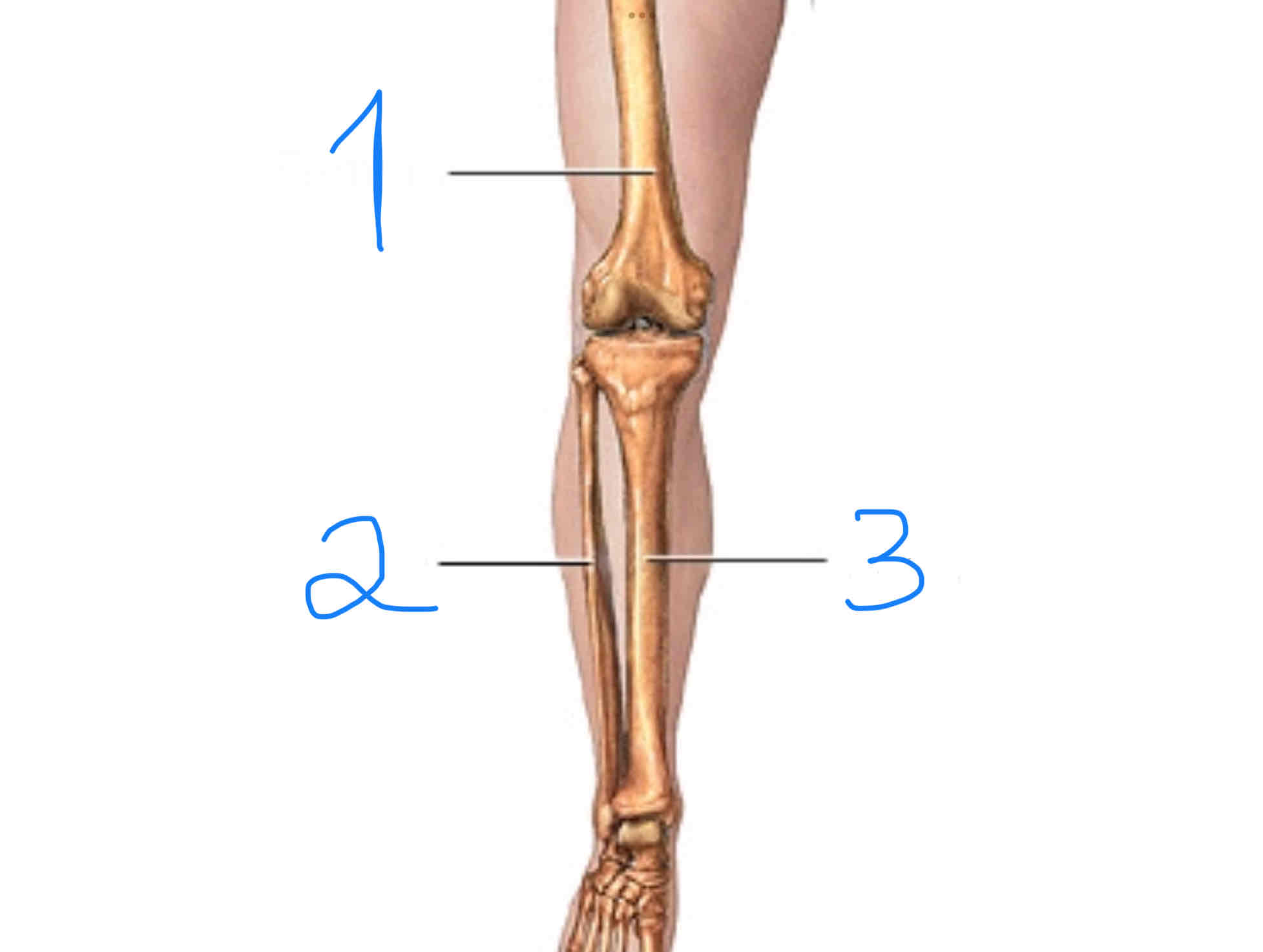 <p><span>¿Qué parte de la pierna es el número 2?</span></p>