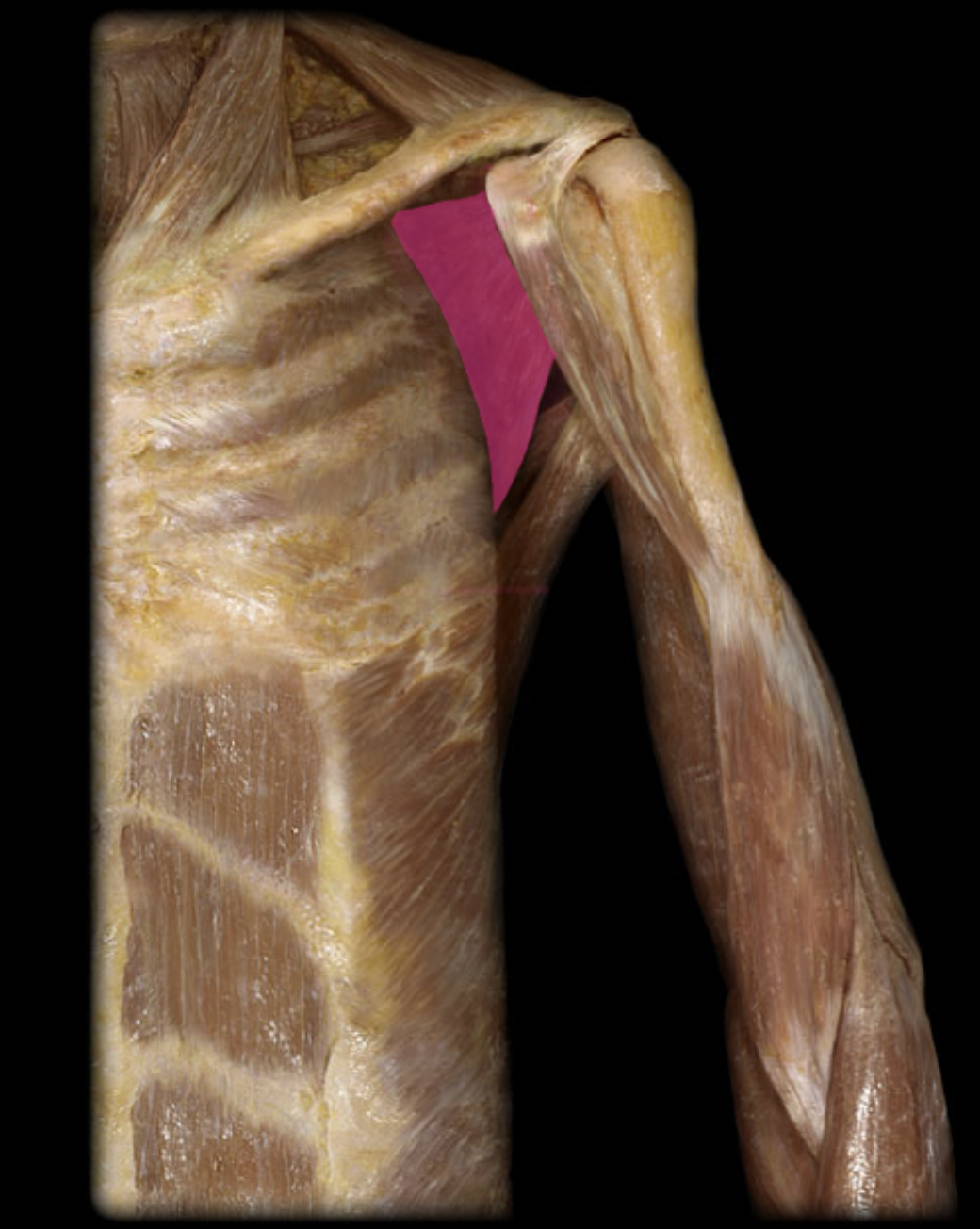 <p>subscapularis m. (innervation)</p>