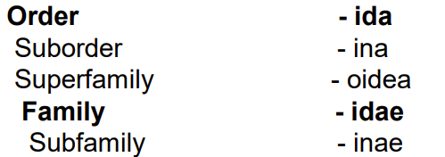 <ul><li><p>- ida for order</p></li><li><p>- ina for suborder</p></li><li><p>- oidea for superfamily</p></li><li><p>- idae for family</p></li><li><p>-inae for subfamily</p></li><li><p>-osis for disease</p></li></ul><p></p>