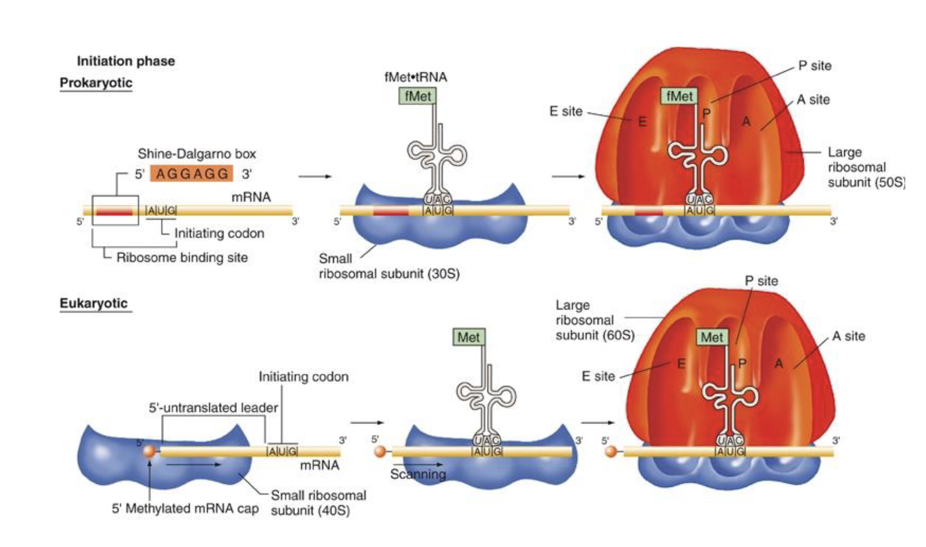 <p>in Euks…</p><ul><li><p>fMet is Met instead</p></li><li><p>ribosome binding site is the 5’ methyl cap in euks not the shine-dalgarno box</p></li><li><p>small ribosomal subunit is 40S not 30S</p></li></ul><p></p>