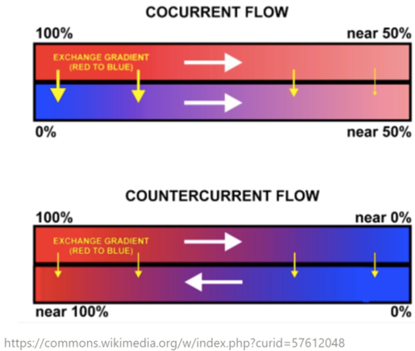 <p>countercurrent exchange</p>