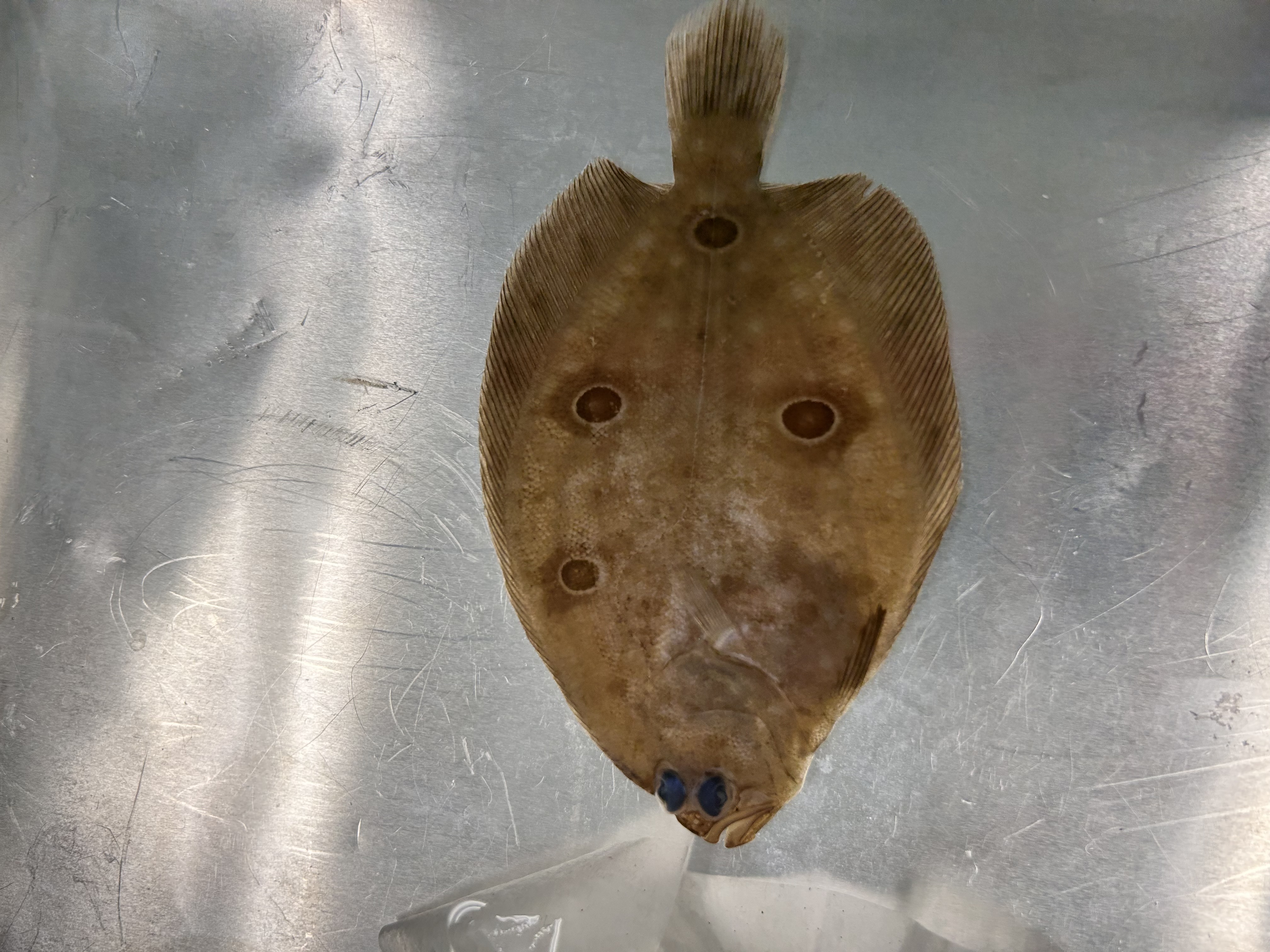 <p>summer flounder</p>