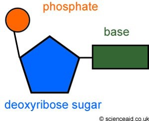 <p>dna contains deoxyribose (5-carbon sugar) dna is a nucleic acid (molecule made up of nucleotides)</p><p>nucleotides have 3 parts: sugar, nitrogen base, phosphate</p>