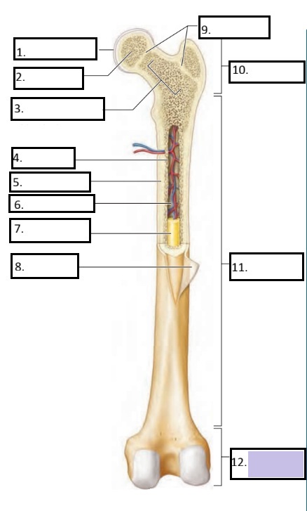 <p>12</p>