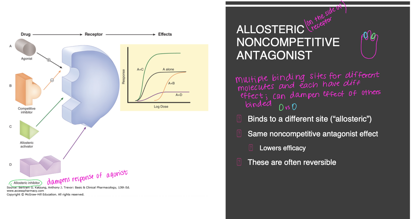<ul><li><p>allosteric means binding to a different site</p></li><li><p>it has the same noncompetitive antagonist effect (lowers efficiacy)</p></li><li><p>often reversible</p></li><li><p>multiple binding sites for different molecules and each have different effect and can dampen effect of others that are binded</p></li></ul><p></p>