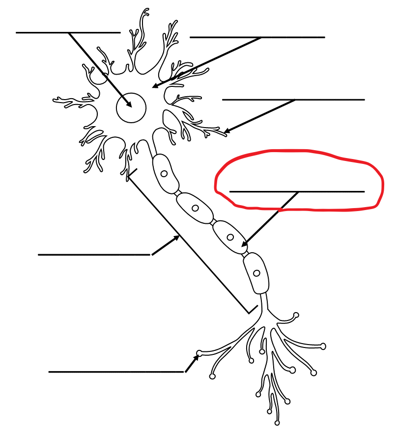 <p>What is the term for this part of the neuron?</p>