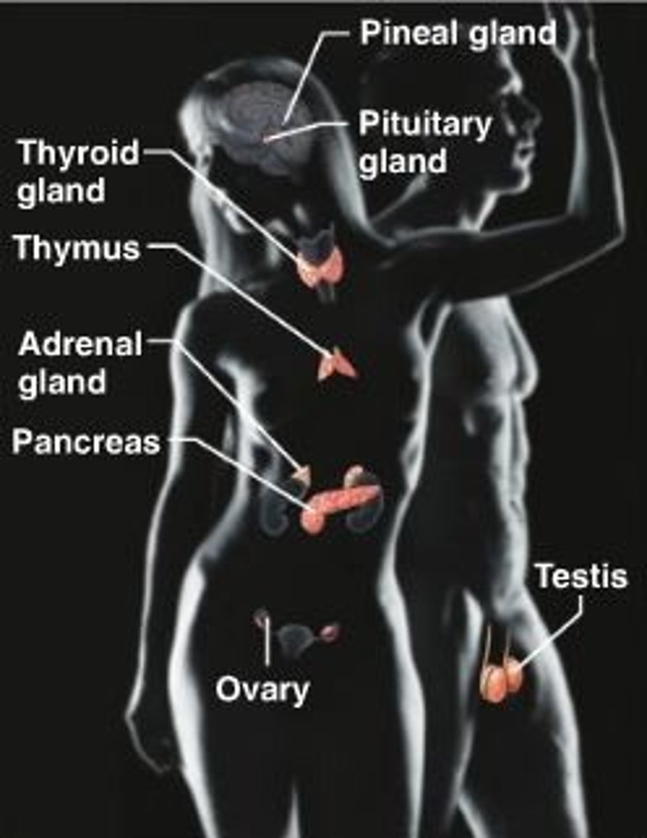 <p>hypothalamus, pineal, pituitary, parathyroid and thyroid, thymus, pancreas, adrenals, ovary and testes</p>