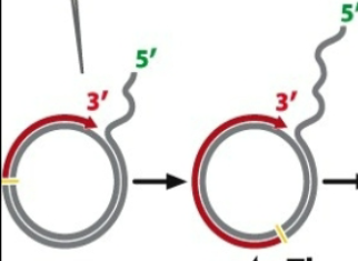 <ul><li><p>2nd: New nucleotides are added on the 3’ OH break using the inner strand as a template </p></li><li><p>Now that the 3’ OH group establishes (in yellow area), DNA polymerase synthesizes new strand (red) → displaces original strand that existed → polymerase is a chunky protein moving along old DNA and using it as a template to generate new strand </p></li><li><p>By displacing old DNA, it can be used as a its own template to generate new strand </p></li></ul><p></p>