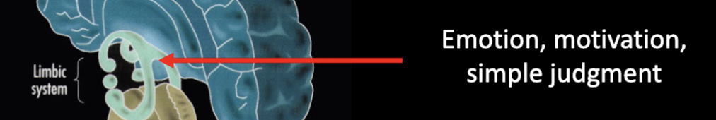 <ul><li><p>Emotion&nbsp;</p></li><li><p>Motivation&nbsp;</p></li><li><p>Simple judgement&nbsp;</p></li></ul><p></p>