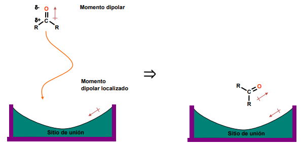 <ul><li><p class="ds-markdown-paragraph"><span>Ocurren cuando tanto el fármaco como el blanco tienen momentos dipolares permanentes.</span></p></li><li><p class="ds-markdown-paragraph"><span>Los dipolos se alinean al interactuar.</span></p></li></ul><p></p>
