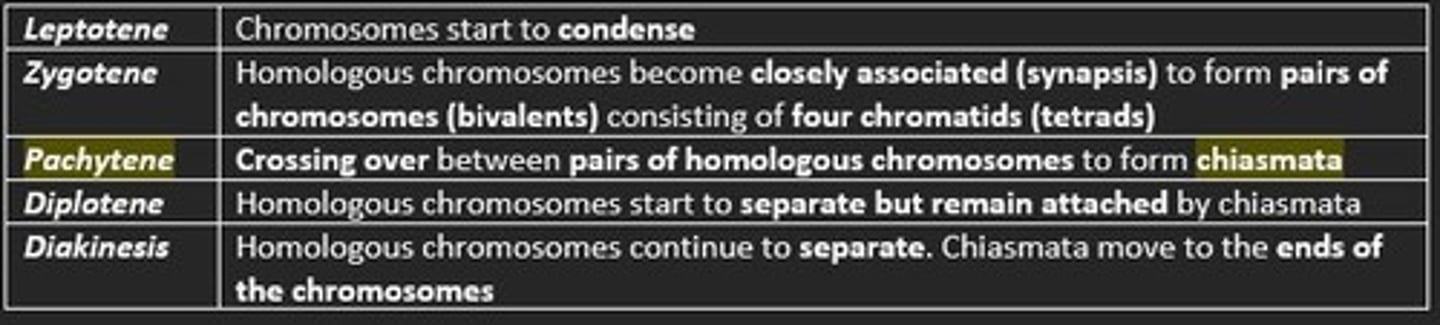 <p>Pachytene = crossing over between pairs of homologous chromosomes to form chiasmata </p>