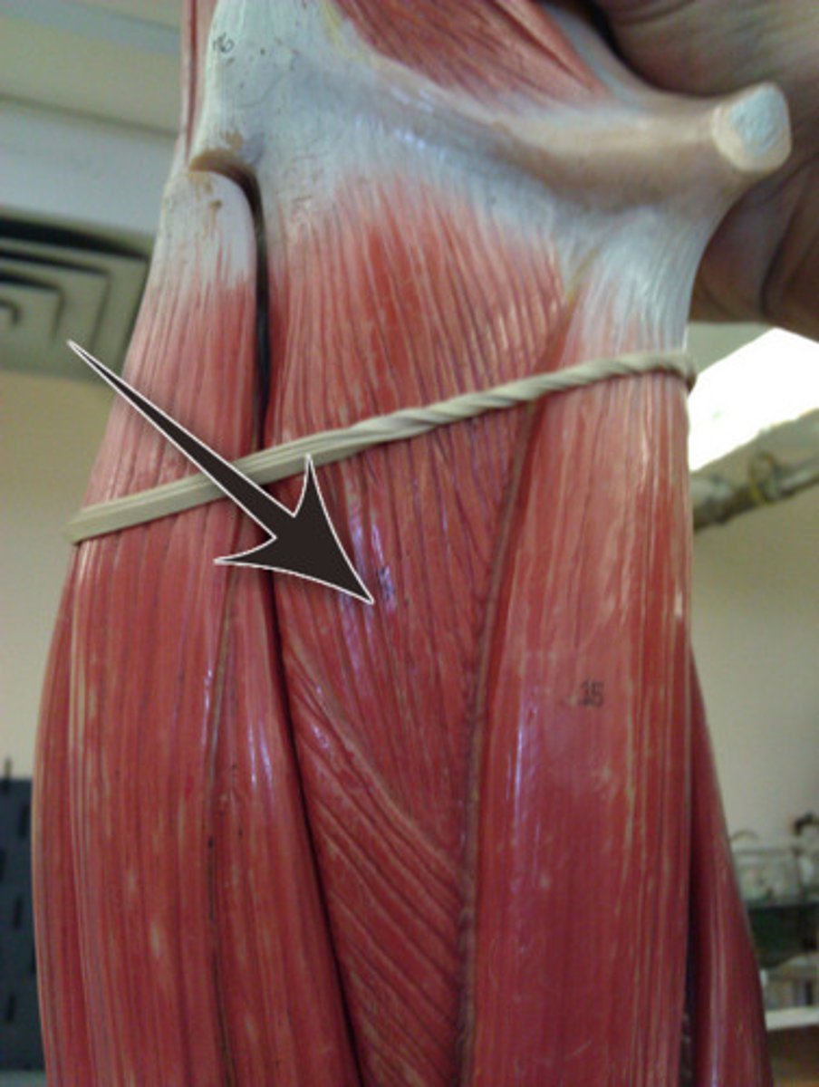 <p>Adducts and medially rotates thigh</p>