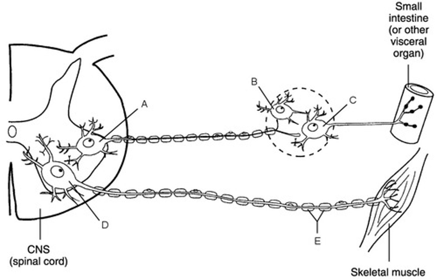 <p>Nonmyelinated nerve</p>