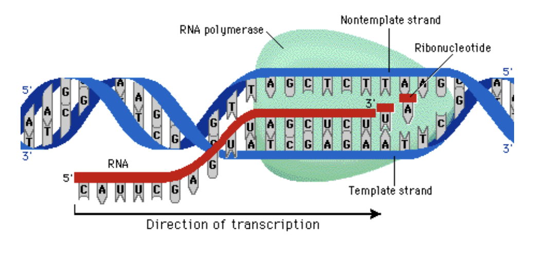 <p><span style="font-family: Arial, sans-serif">&nbsp;The process illustrated below is:</span></p>