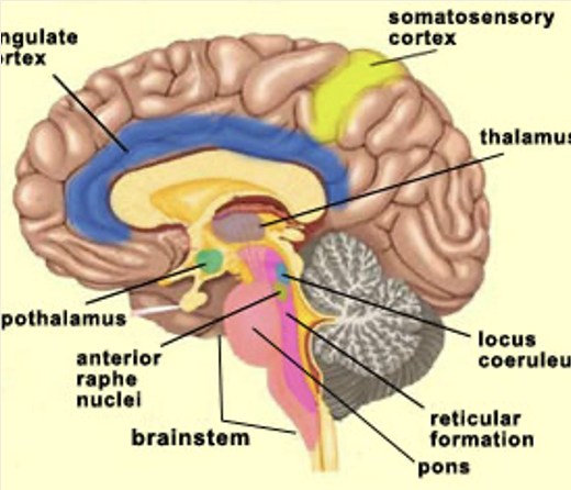 <p>Cingulate Cortex</p>