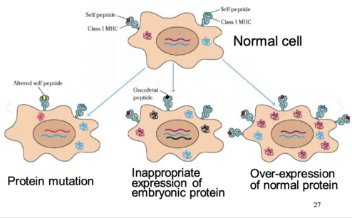<p>unique antigens, allowing them to be targeted by the immune system</p>