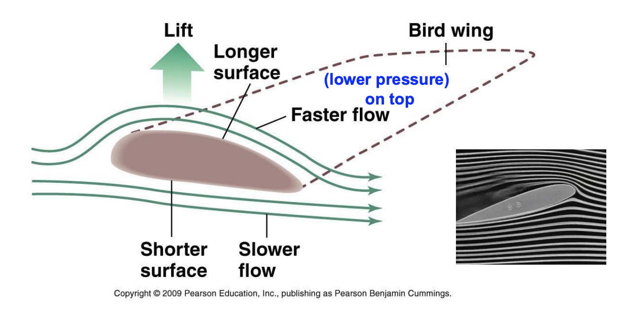 <p>The shape of the bird's wing (airfoil) creates a situation where <strong>______ air flow on top</strong> reduces _______, while <strong>______ air flow beneath</strong> increases _______, producing ____</p>
