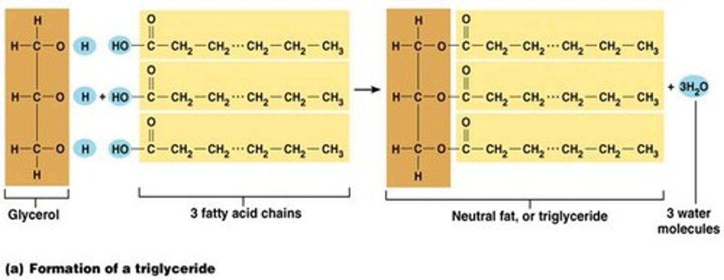 <p><span class="bgP">Condensation reaction</span> forming <span class="bgP">ester bonds</span></p>