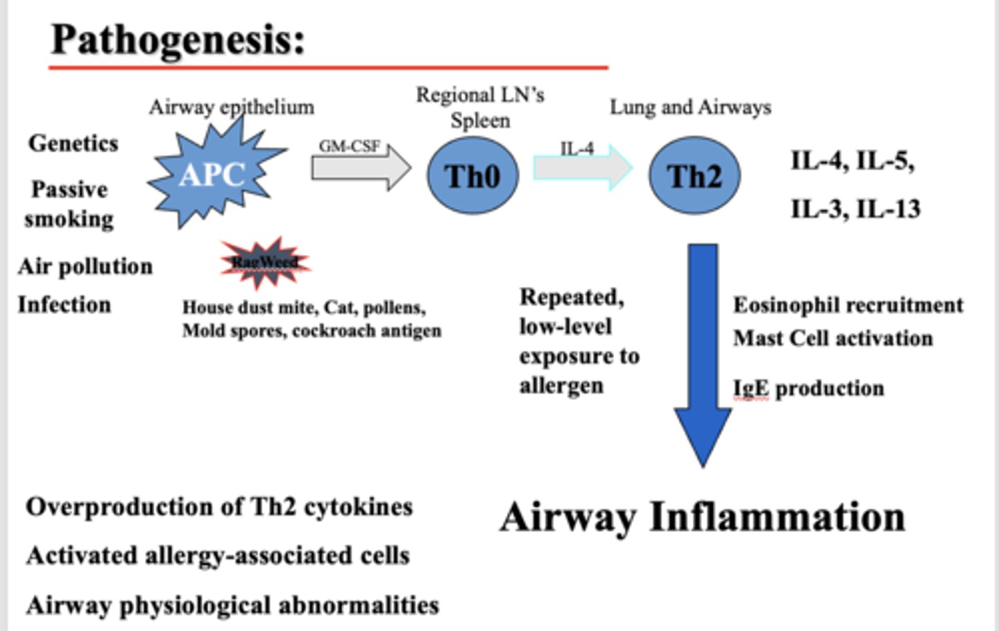 <p>- Overproduction of Th2 cytokines</p><p>- Activated allergy-associated cells</p><p>- Airway physiological abnormalities</p>
