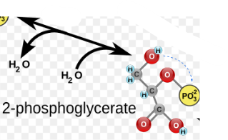 <p>(9) 2-PG → Enzyme? Products?</p>