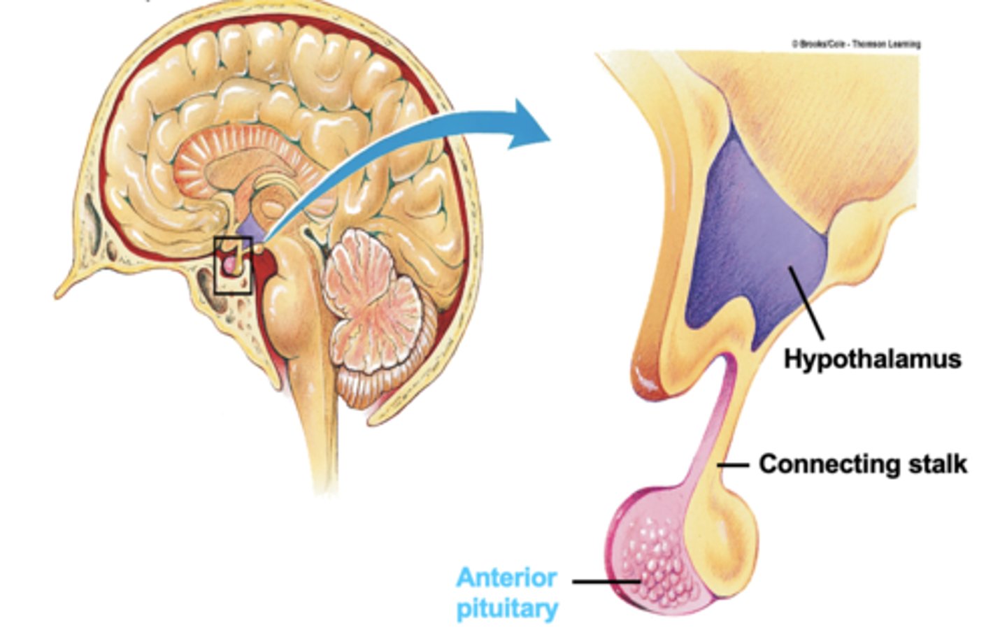 <p>the anterior part of the pituitary gland</p><p>an endocrine gland whose secretions are controlled by the hypothalamic hormones</p>
