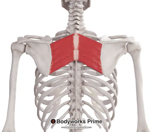 <p>*posterior</p>