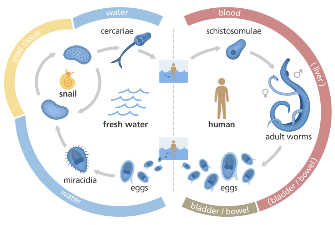 <p><br>Blood fluke that causes Schistosomiasis <br><br>• ~250 million people are infected <br>– 2nd most common infectious disease after malaria <br><br>• 200,000 people die annually<br>– Often causes cancer, kidney failure, liver damage, developmental disabilities<br><br>eggs in bladder / bowel of human<br>enter water and become miracidia<br>enter snail tissue become cercariae and leave snail entering into water again<br>enter in human feet/skin hair follicules<br>in the blood they develop into schistosomulae <br>then adult worms reproducing in liver — male has groove for female to fit into “worm sex tobaggan”<br>eggs in bowels</p>