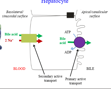 <p>Bile acid enters hepatocytes via a secondary active transporter. Movement is coupled to sodium movement into enterocyte</p><p></p>