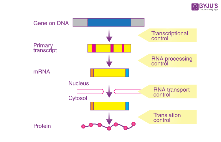 <p>gene regulatory protein</p>