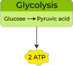 <p>2 ATP (net) are produced per glucose molecule</p>