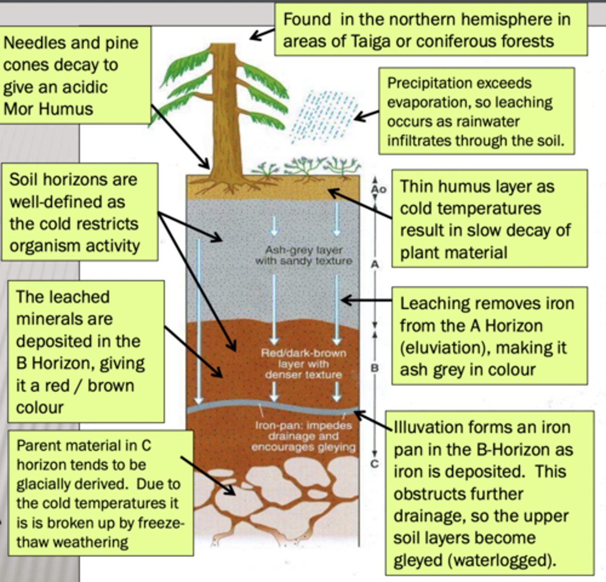 <p>- found in northern hemisphere in areas of coniferous forest also found in other areas e.g heathland and moors in UK</p><p>- very poor nutrient cycle, coniferous evergreens don't take up calcium, magnesium and potassium so these nutrients cannot return to the soil when pine leaves fall = acidic humus</p><p>- rarely exceeds 1m deep</p><p>- generally infertile, non-productive soils.</p><p>- if used for agricultural purposes, soil must be fertilised to ensure nutrient levels are consistent and also ploughed to decrease acidity of topsoil to maintain adequate yields</p>