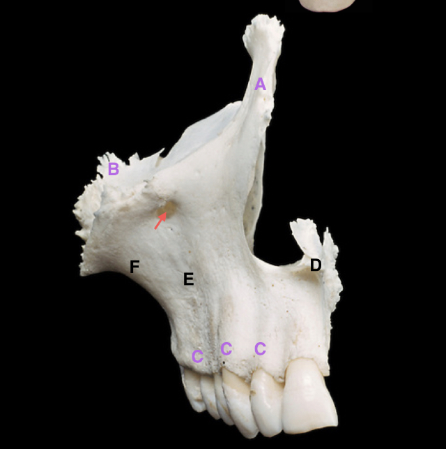 <p>label the parts including the arrow </p>