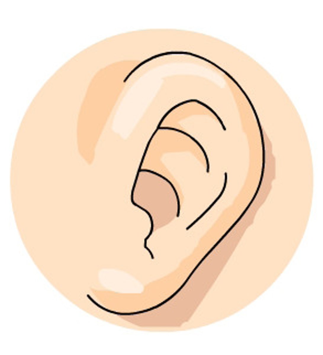<p>ěrduo<br>(N)<br>ear</p>