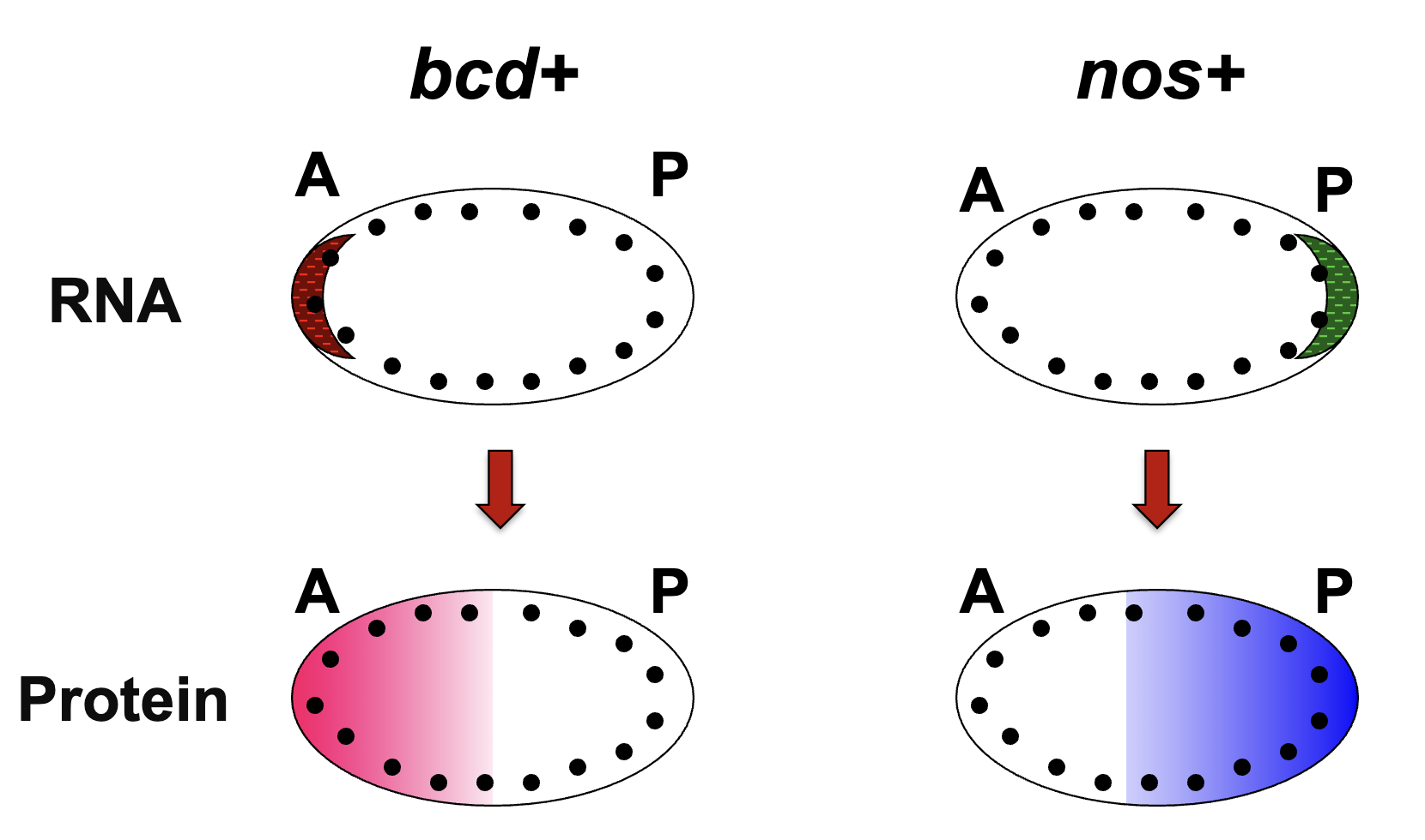 <ul><li><p><em>bcd+ </em>and <em>nos+</em> protein gradients are established thru diffusion from site of translation </p></li><li><p>the syncytial blastoderm stage of Drosophila embryogenesis allows gradients to form (stage of many nuclear divisions w/o cytokinesis)</p><ul><li><p>nuclei are being exposed to diff concs of <em>bcd</em> and <em>nos</em></p></li></ul></li></ul><p></p>