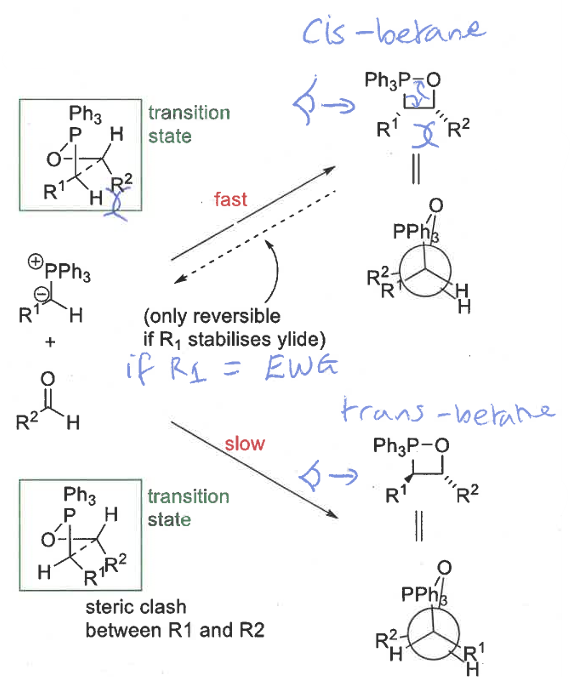 <p>cis’s transition state more stable as R groups are on opposite sides</p><p>trans’s TS has steric clash from overlapping R groups</p>