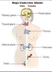 <p>Endocrine</p>