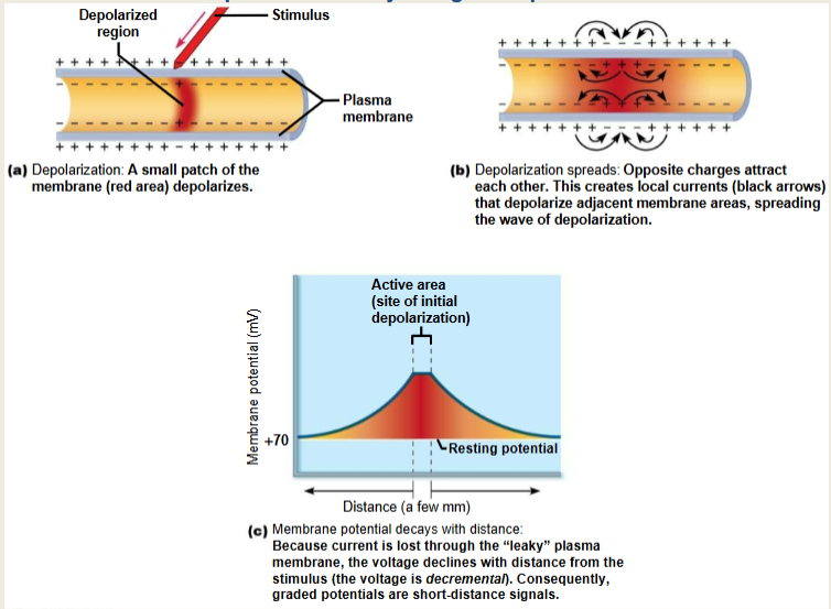 <p>if at threshold value when it reaches axon hillock, an AP will be initiated and propagate down the length of the axon to the axon terminals (requires voltage-gated channels)</p><p>if too weak, the VG channels will not open </p>
